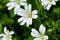 Plant portrait of greater stitchwort