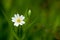 Plant portrait greater stitchwort