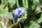 Plant portrait ground-ivy