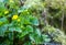 Plant portrait marsh marigold