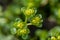 Plant portrait opposite-leaved golden saxifrage