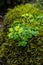 Plant portrait opposite-leaved golden saxifrage