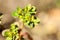 Plant portrait petty spurge