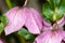 Plant portrait pink hellebore