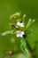 Plant portrait pink water-speedwell