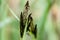 Plant portrait pond sedge