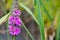 Plant portrait purple-loosestrife