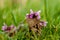 Plant portrait red dead-nettle