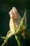 Plant portrait rose bud