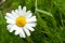 Plant portrait scentless mayweed