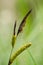 Plant portrait sedge flowers