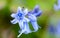 Plant portrait Spanish bluebell