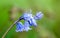 Plant portrait Spanish bluebell