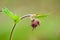 Plant portrait water avens