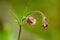 Plant portrait water avens