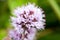 Plant portrait water mint