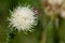 Plant portrait welted thistle