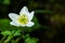 Plant portrait wood anemone