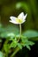 Plant portrait wood anemone