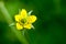 Plant portrait wood avens