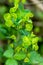 Plant portrait wood spurge