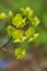 Plant portrait wood spurge