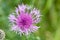 Plant portraits greater knapweed