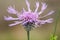 Plant portraits greater knapweed