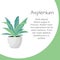 Plant in pot. Asplenium flower. Flat style