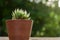 Plant pot with cactus with green background