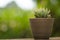 Plant pot with cactus with green background