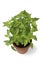 Plant pot with fresh pineapple sage