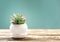 Plant in pot,houseplant on wooden table empty space background.Succulent