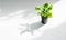 Plant in pot with Light and shadow, minimalism concept . Greening home with Houseplants.