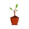 Plant in pot. Plant in flowerpot at home. Flower in vase. Icon of house ficus. Flat green flower in vase isolated on white