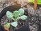 Plant in pot seed grow Home gardening organic vegetable