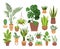 Plant in pot vector illustration set, cartoon flat different indoor potted decorative houseplants for interior home or