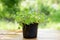 Plant in pot on the wooden table, green trees background gardening concept