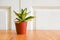 Plant in pot on the wooden table and whit wall background - pot plant in house creative minimal of green leaves nature concept