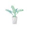 Plant in pot. Zamioculcas flower.