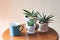 Plant pots of Sansevieria or snake plant and blue coffee mug on wooden table  with morning sunlight,stay safe, self isolation,