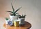 Plant pots of Sansevieria or snake plant , white alarm clock and yellow coffee mug on wooden table  with morning sunlight,morning