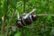 Plant propagation by grafting tree at a branch with white plastic rope