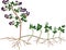 Plant propagation by sucker. Blackberry plant vegetative reproduction scheme