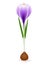 A plant of purple crocus on a white background.