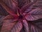 Plant with purple leaves closeup