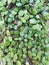 Plant of Pyrrosia eleagnifolia