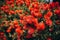 A plant with red florets, callistemon, an evergreen plant with narrow long leaves.