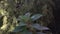 Plant with red stem and green leaves swaying in the wind with green foliage on the background. Downward slide shot.