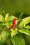Plant with ripe fruit, spicy Cayenne pepper on a green background.